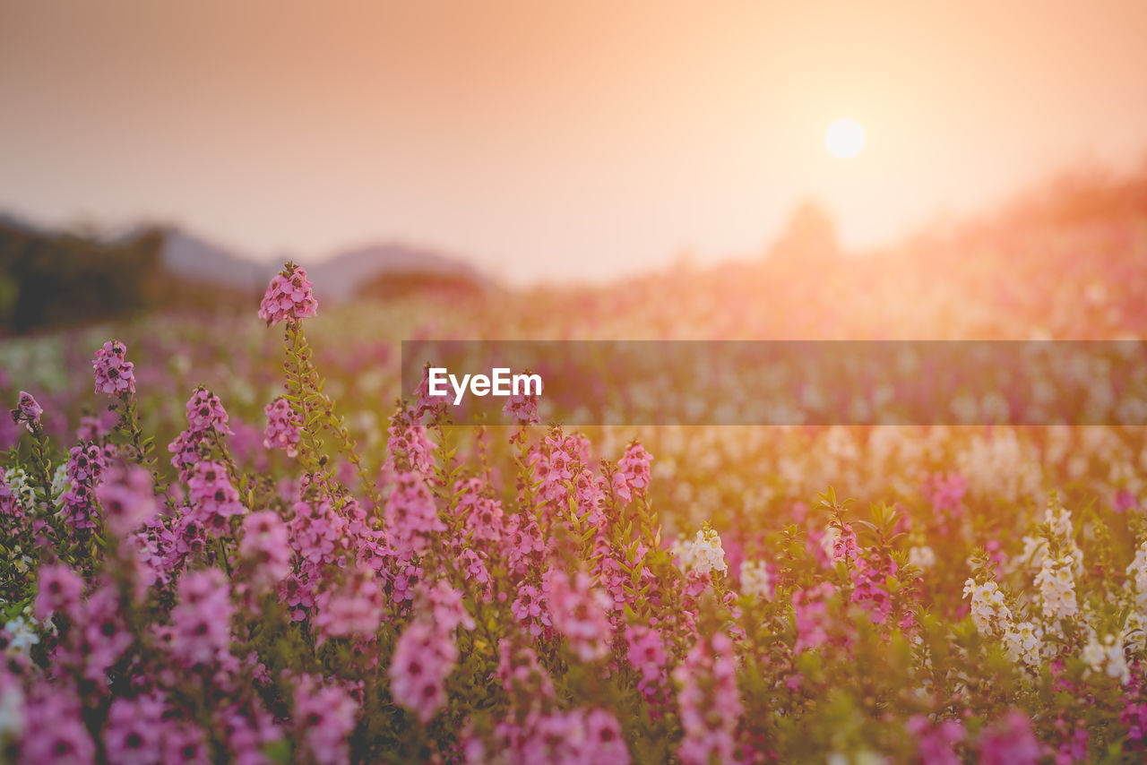 CLOSE-UP OF PINK FLOWERS ON FIELD AGAINST SKY