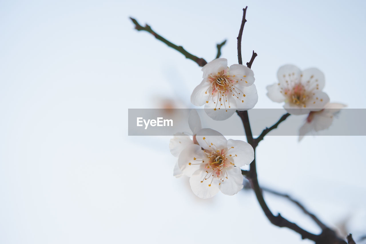 Close-up of white cherry blossoms in spring
