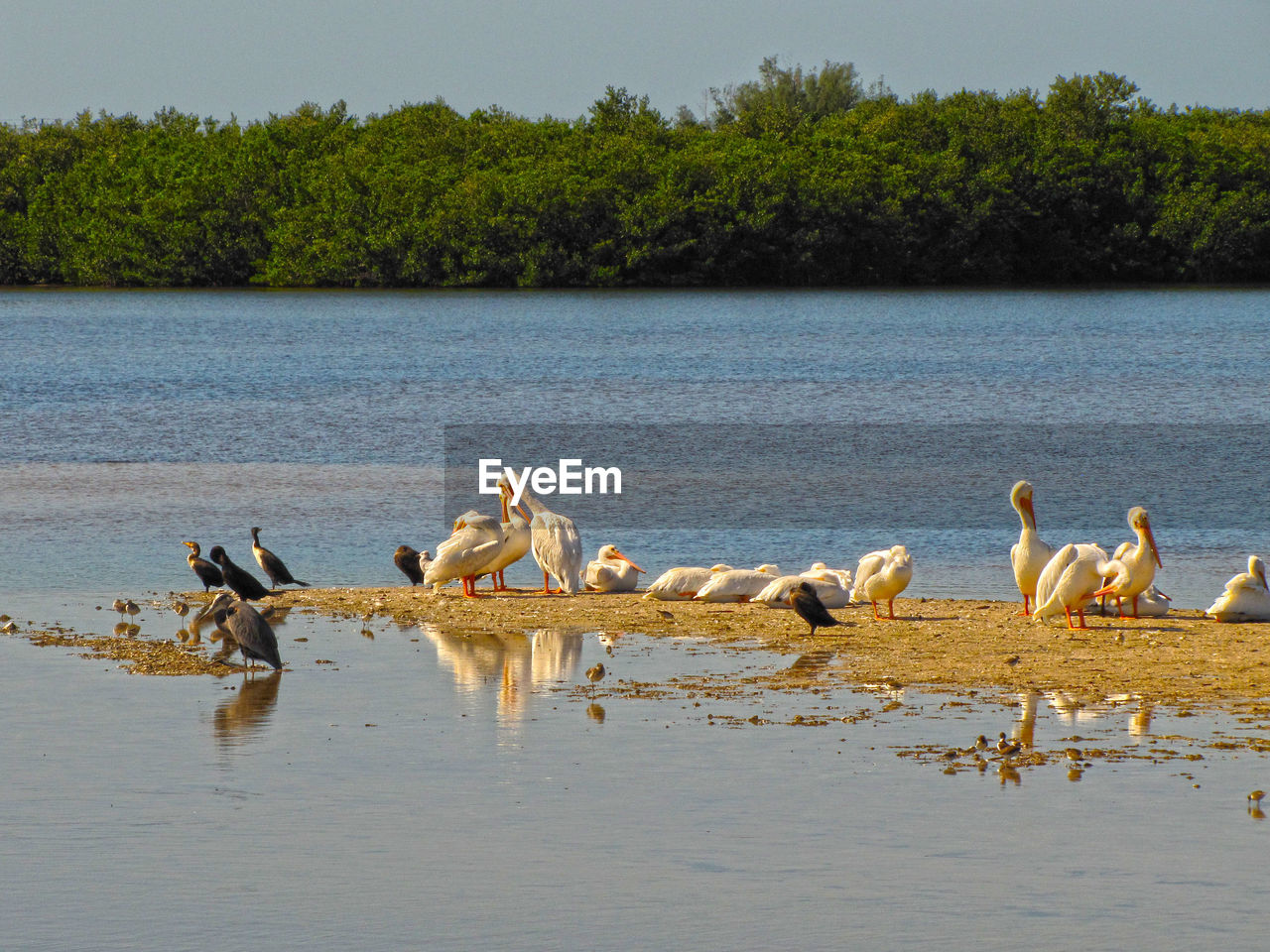 White pelicans ,anhingas resting , blue water sand barr ,mangroves 