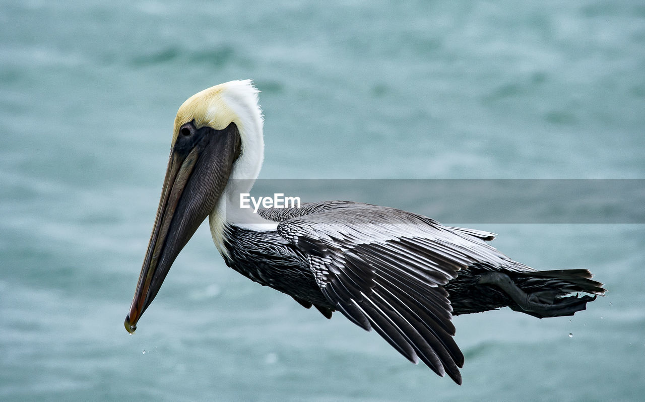 Pelican flying over water