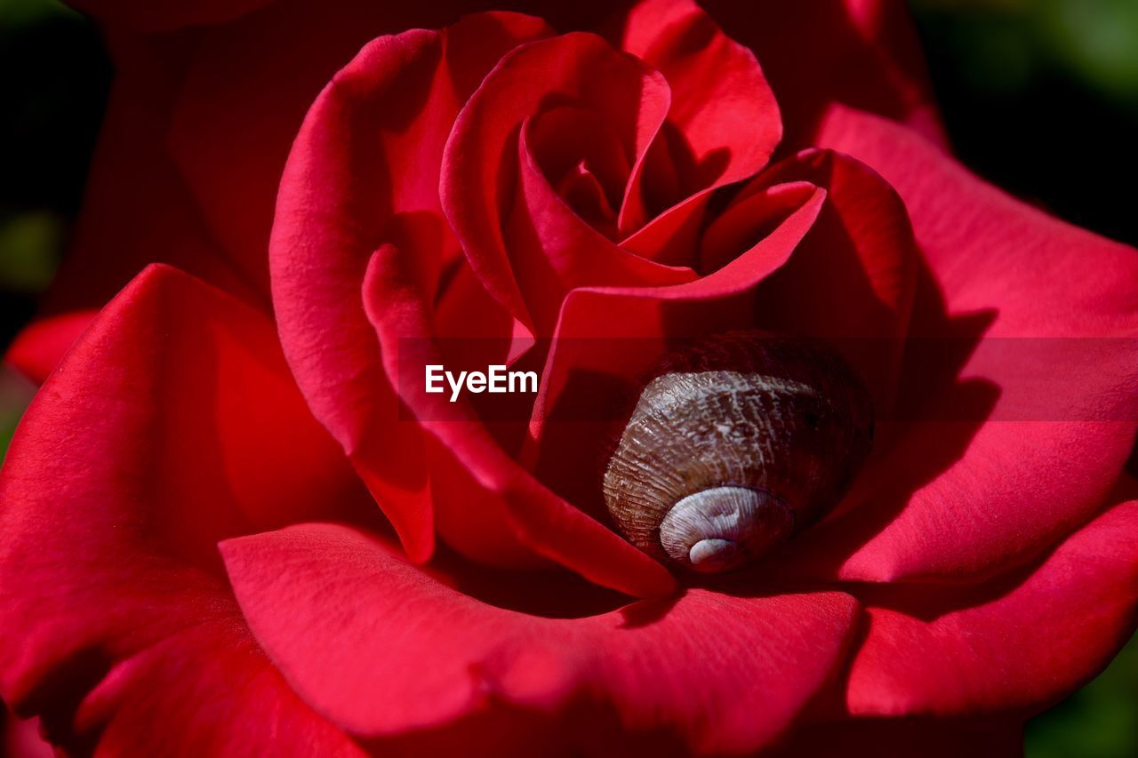 CLOSE-UP OF RED ROSE PLANT