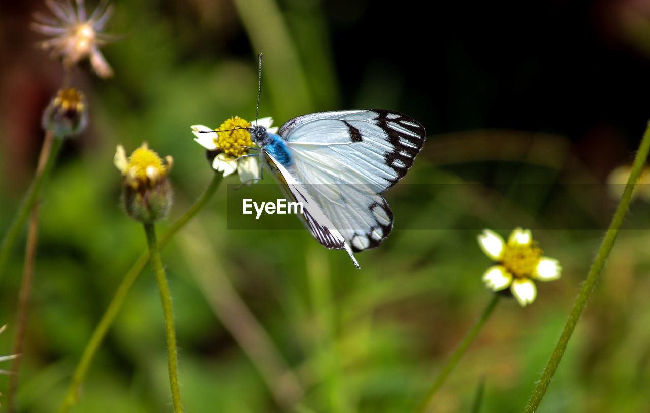 Close-up of butterfly pollinating on the wild flower