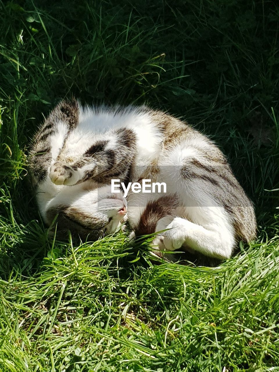 VIEW OF CAT LYING ON GRASS