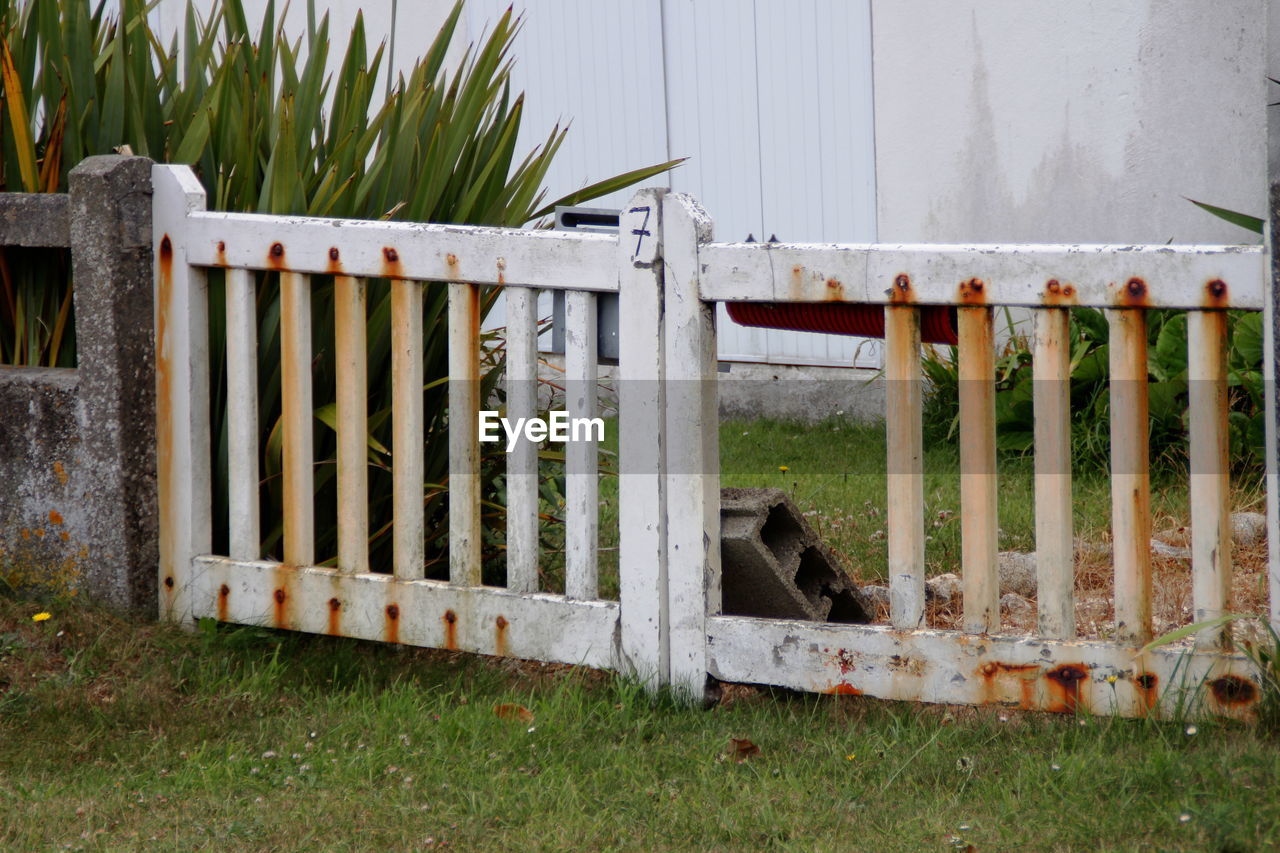 HORSE ON GATE