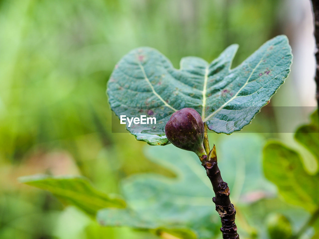 Close-up of fresh green leaf