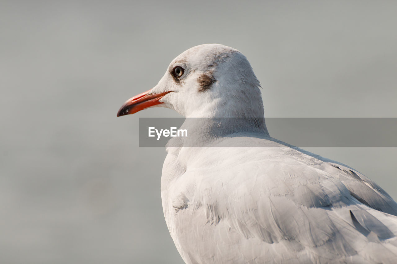 Close up of a seagull