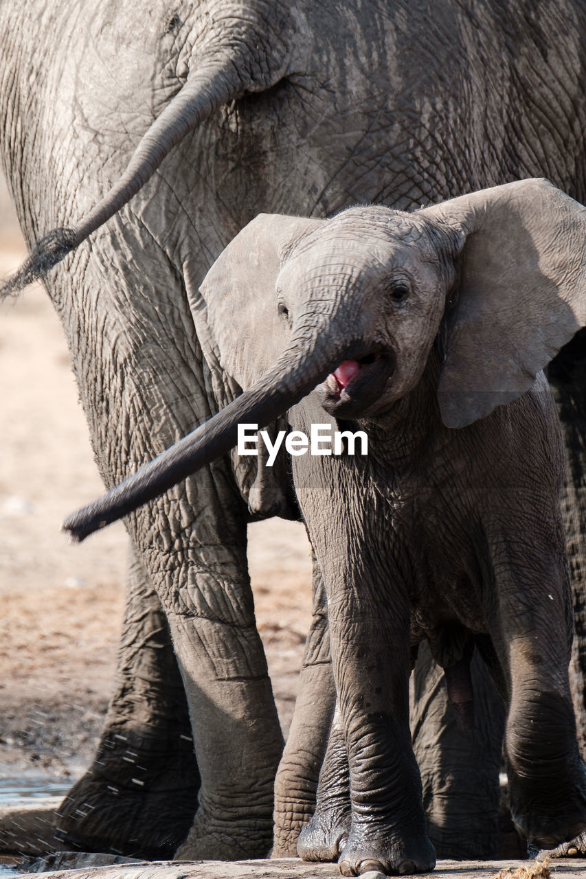 VIEW OF ELEPHANT IN SUNLIGHT