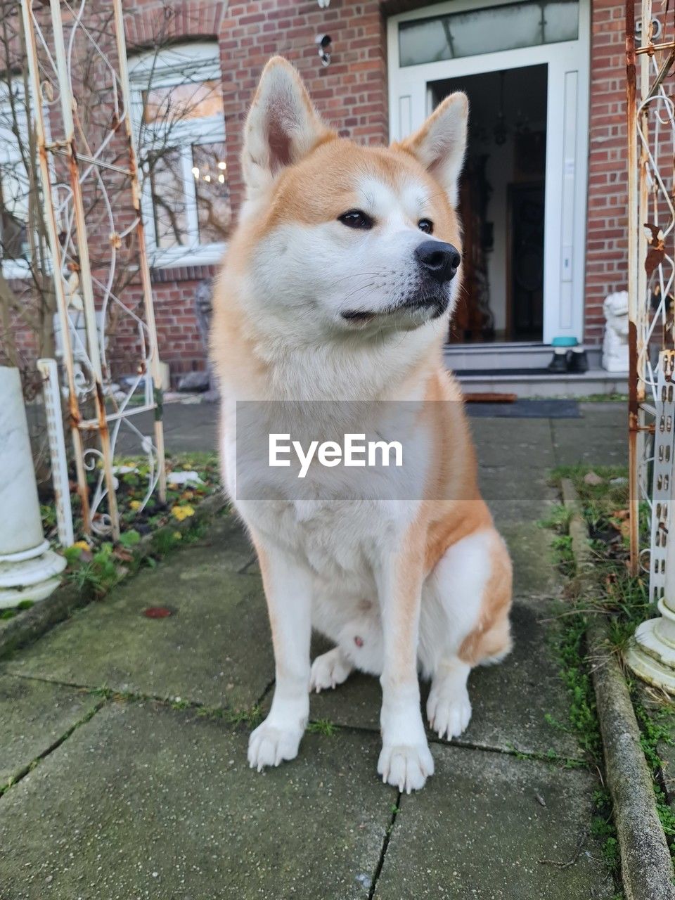 high angle view of dogs