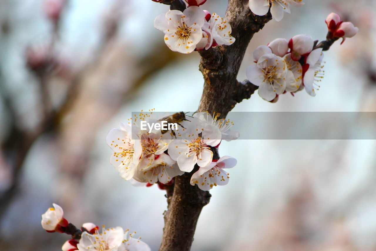 Close-up of cherry blossom tree