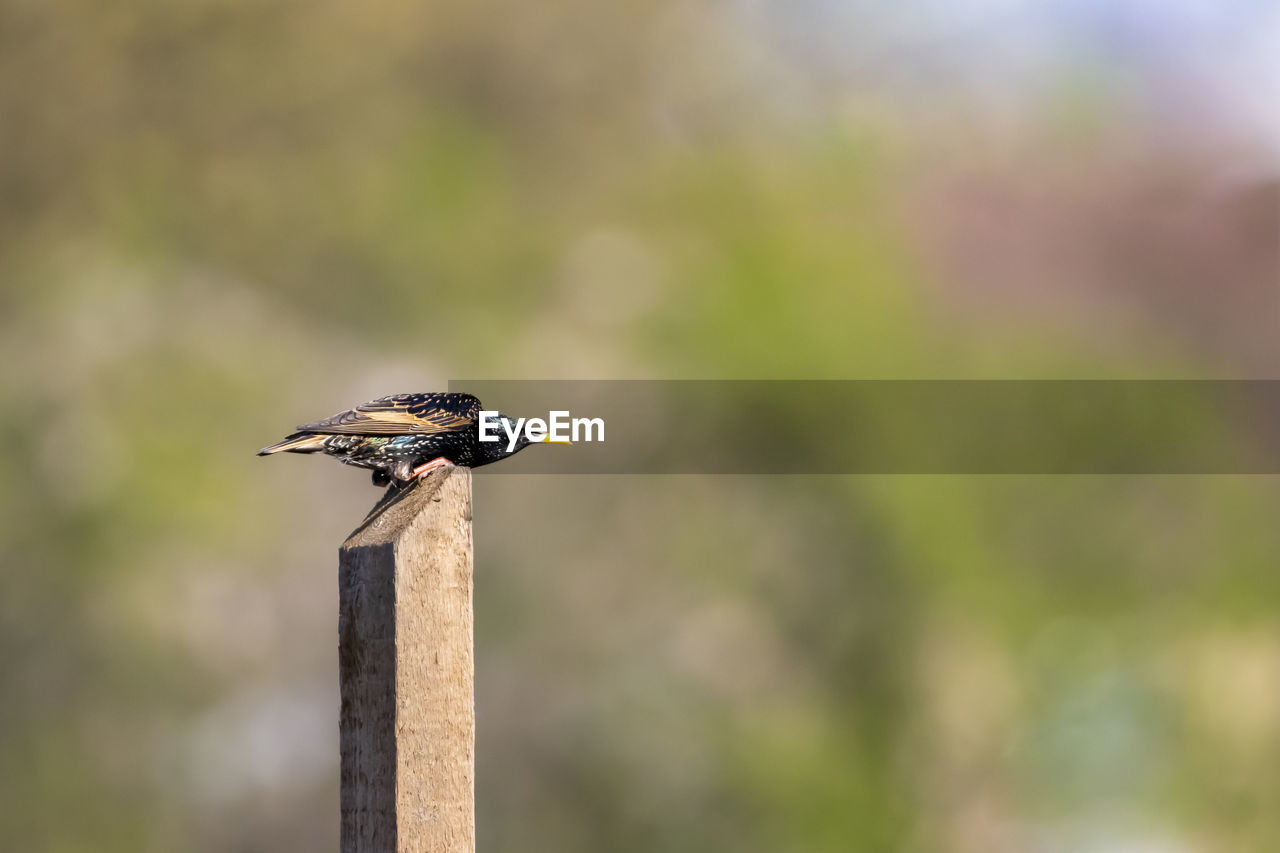 CLOSE-UP OF A BIRD PERCHING ON WOODEN POST