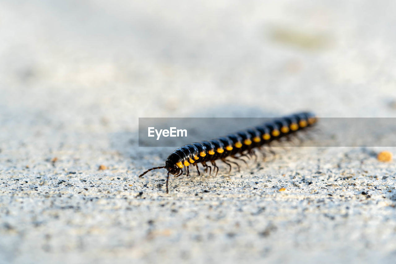 CLOSE-UP OF INSECT ON THE LAND