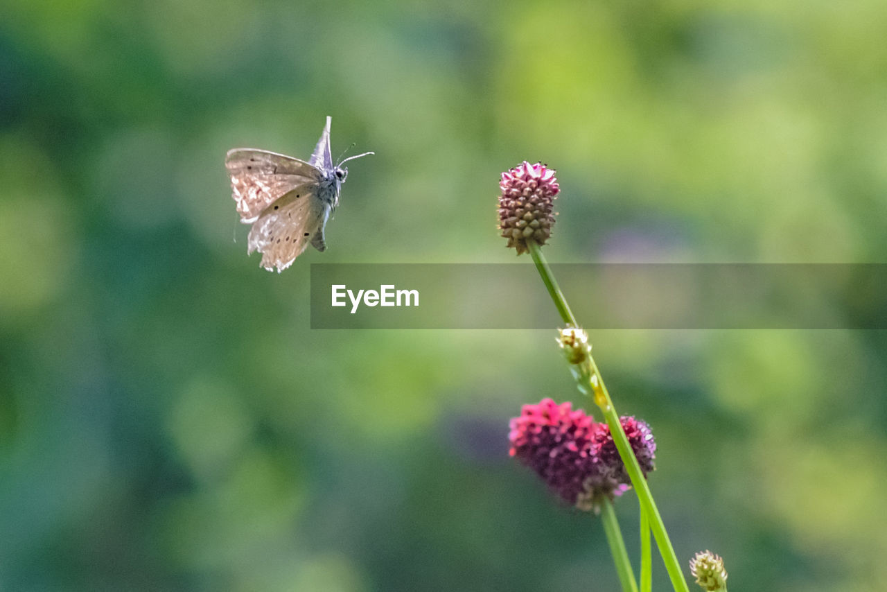 CLOSE-UP OF BUTTERFLY POLLINATING ON FLOWER