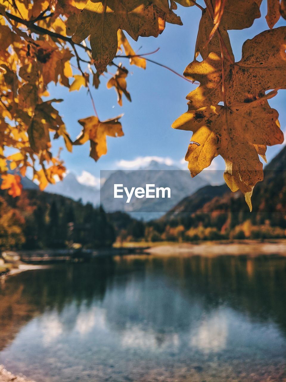 Autumn leaves on lake against sky