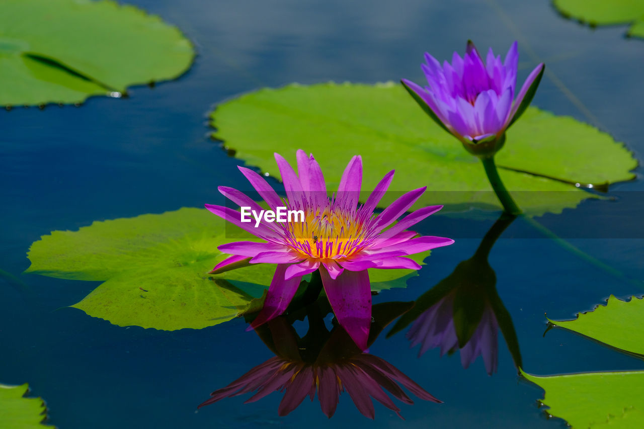 CLOSE-UP OF PURPLE LOTUS WATER LILY IN LAKE