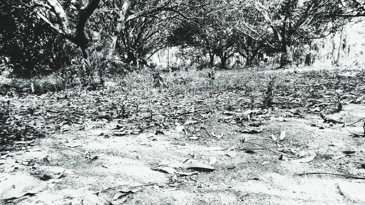 BARE TREES IN THE PARK