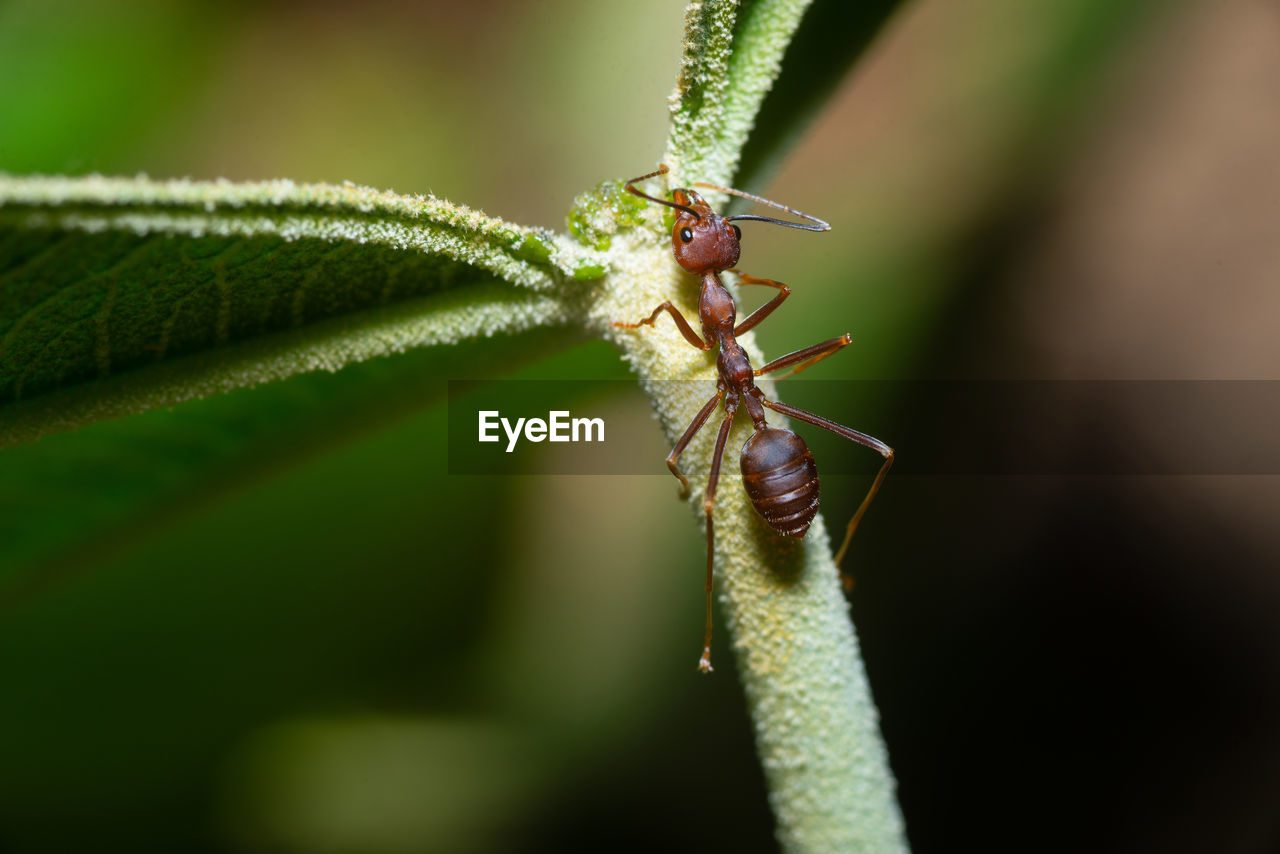 Weaver ant on green leaf