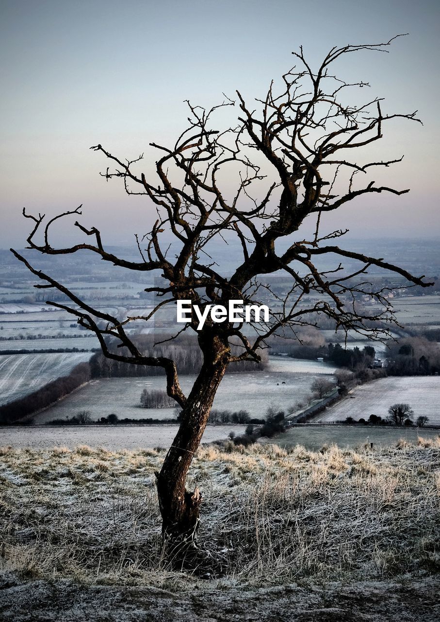 BARE TREE ON SHORE AGAINST SKY