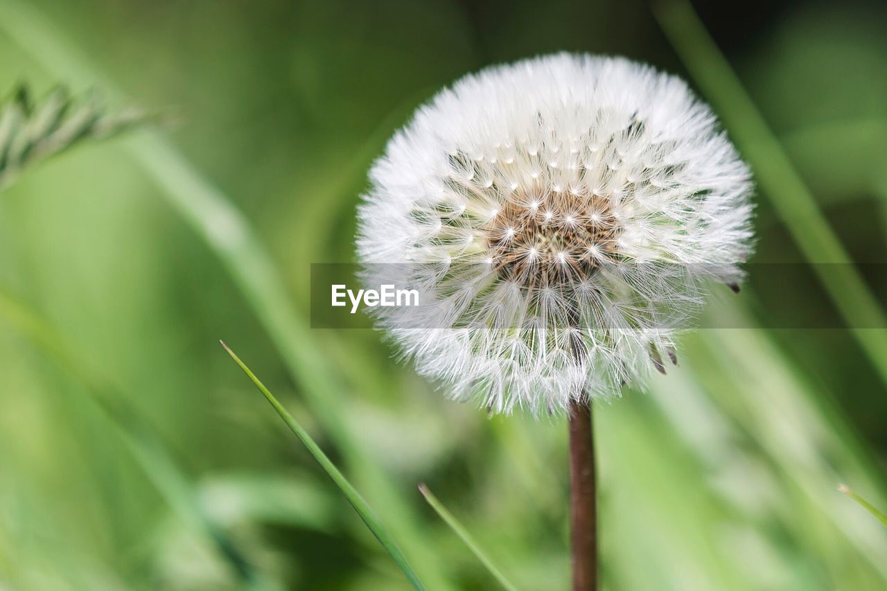 Close-up of dandelion flower