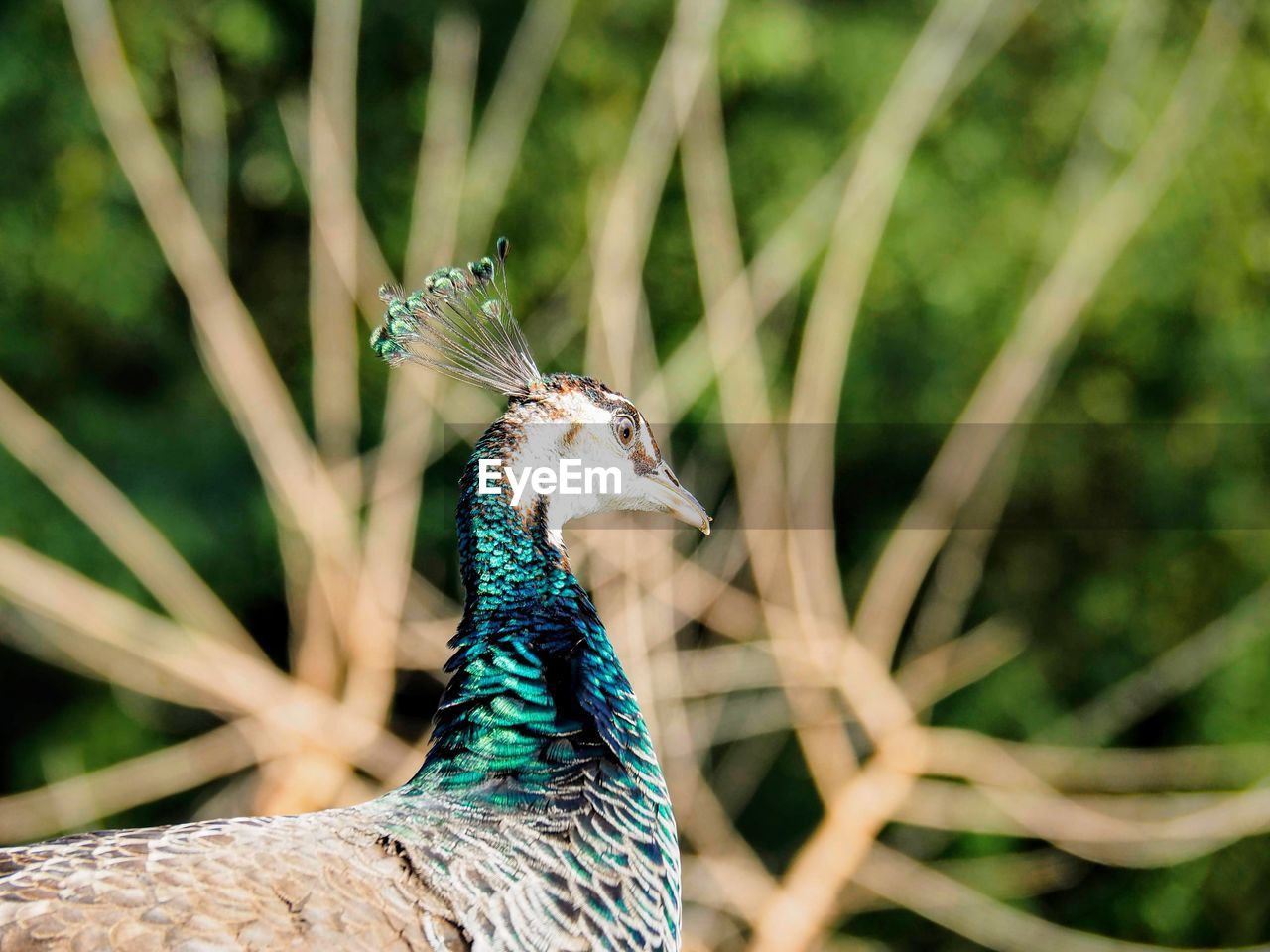 Close-up of a peacock