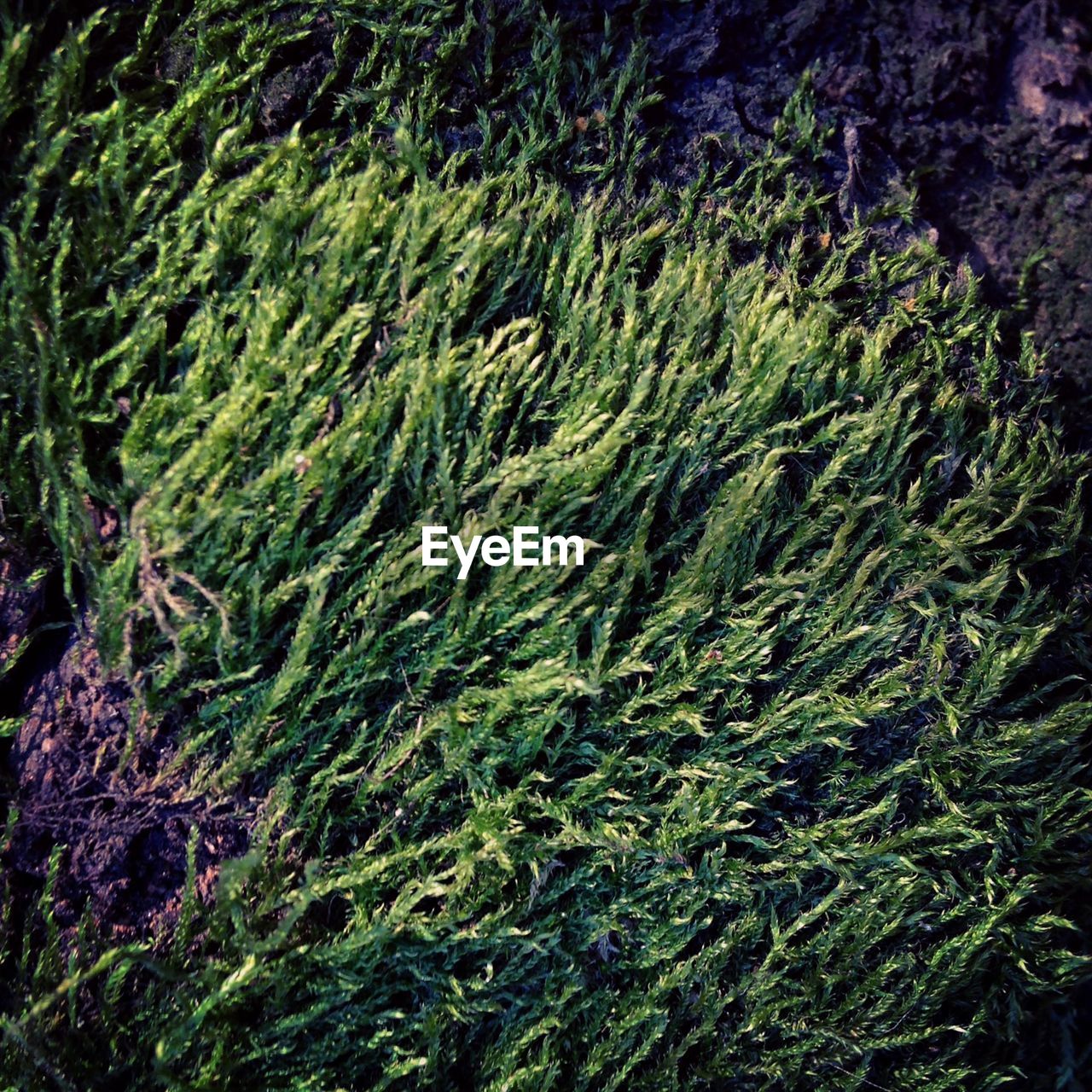 High angle view of plants growing on rock