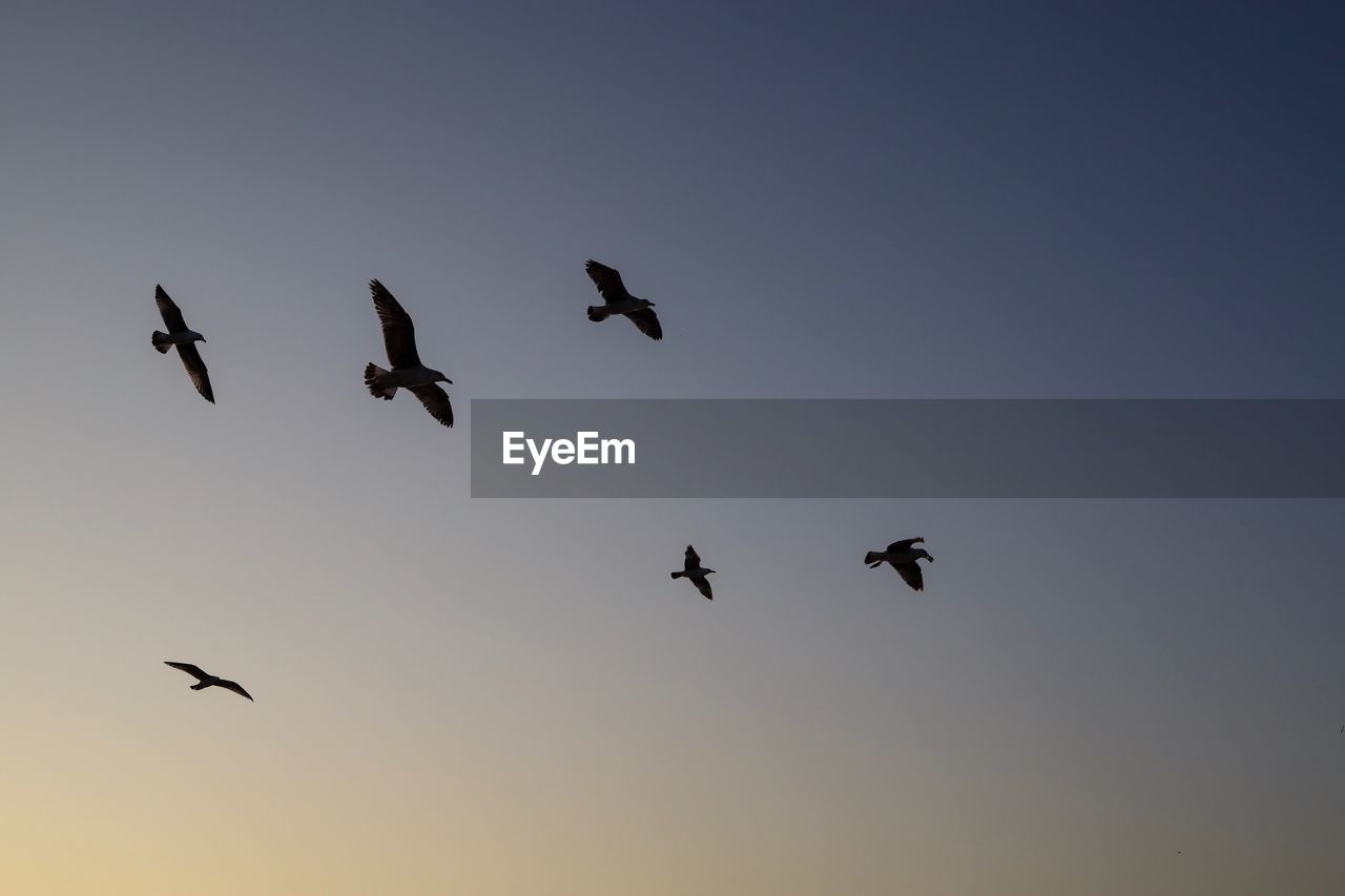 LOW ANGLE VIEW OF SILHOUETTE BIRDS FLYING AGAINST CLEAR SKY
