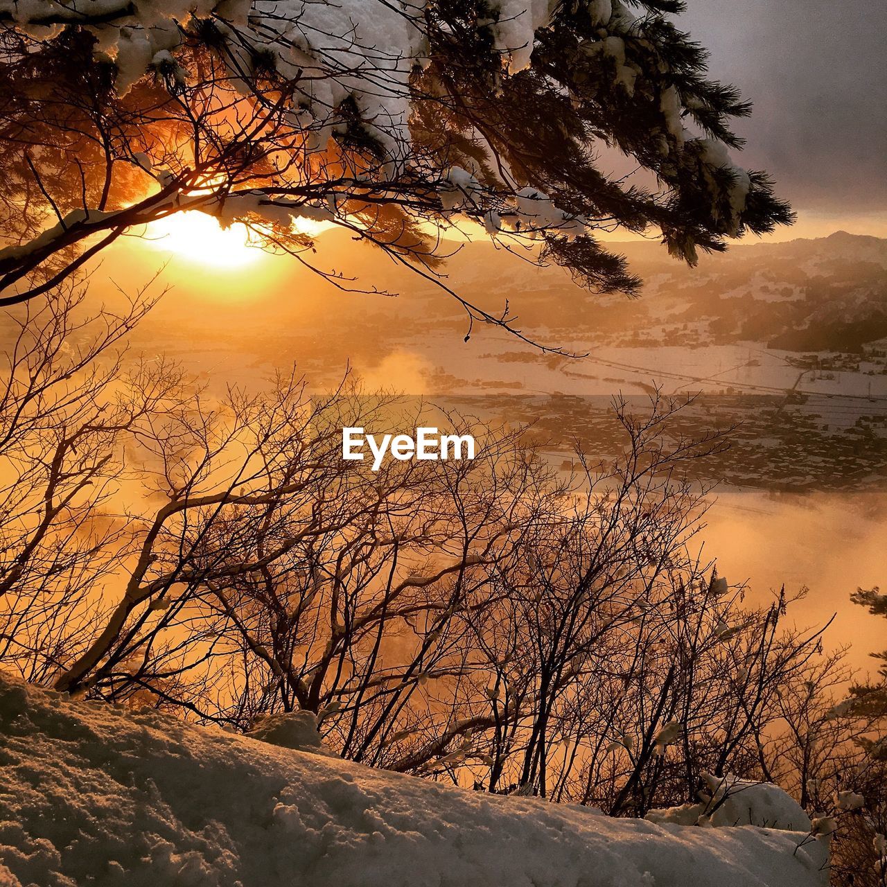 Trees on snowcapped mountain during sunset