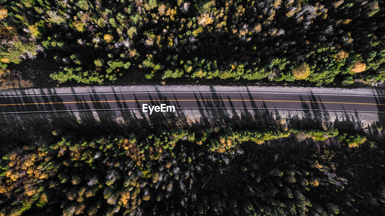 High angle view of road amidst trees