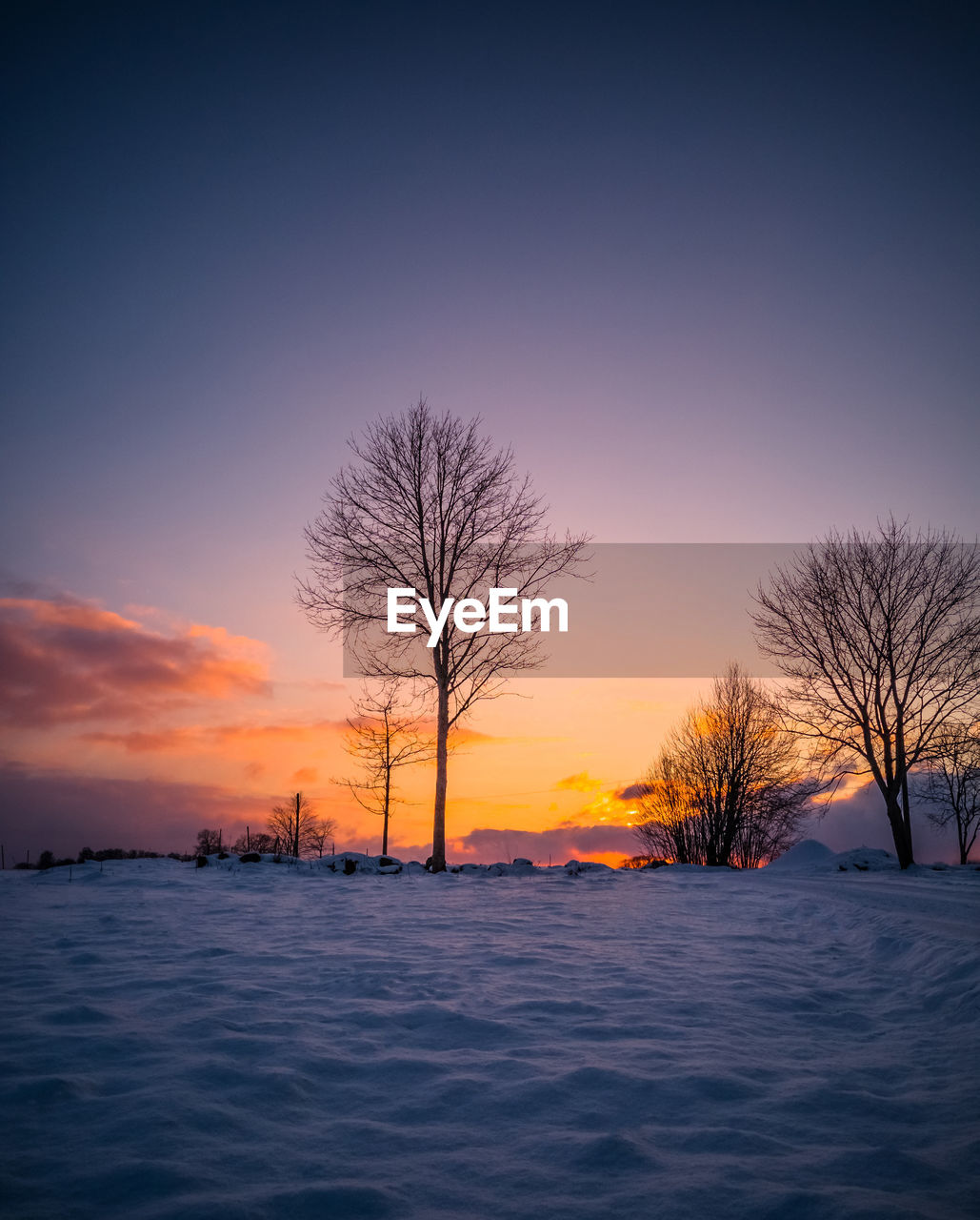 BARE TREES ON SNOW COVERED FIELD DURING SUNSET
