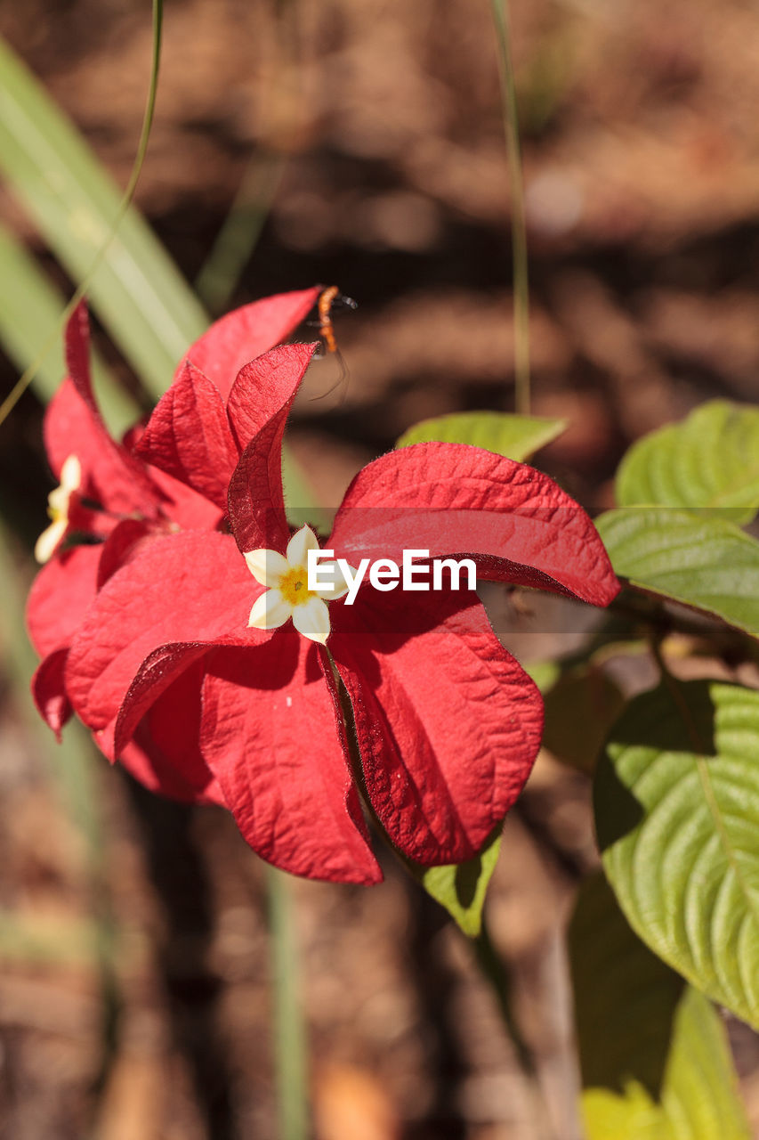 CLOSE-UP OF RED FLOWER