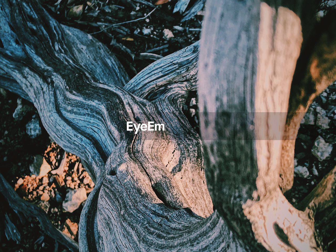 HIGH ANGLE VIEW OF TREE TRUNK