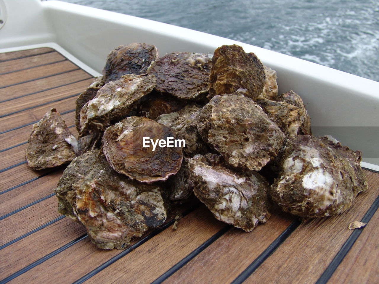 Oysters onboard