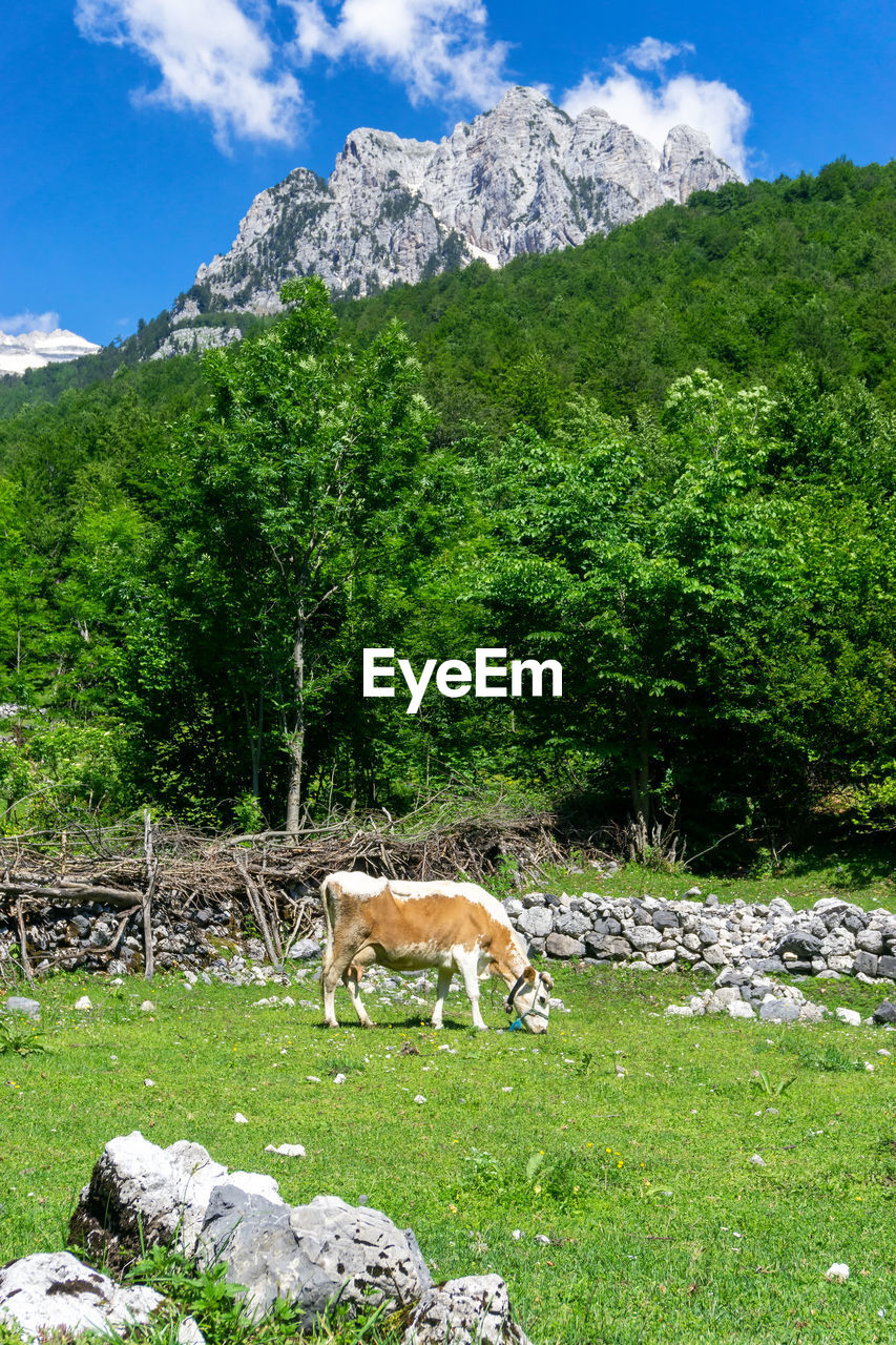 VIEW OF A HORSE ON FIELD AGAINST MOUNTAIN