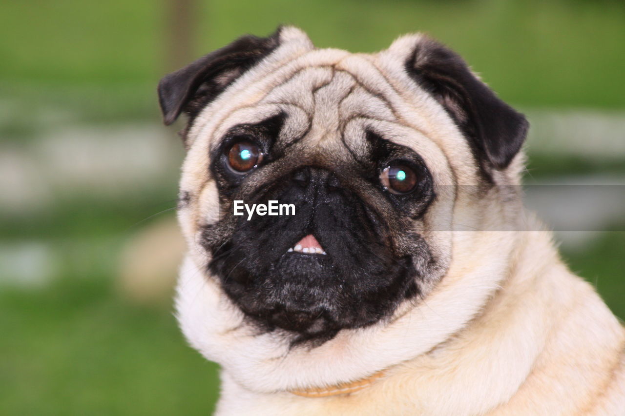 Close-up portrait of a dog