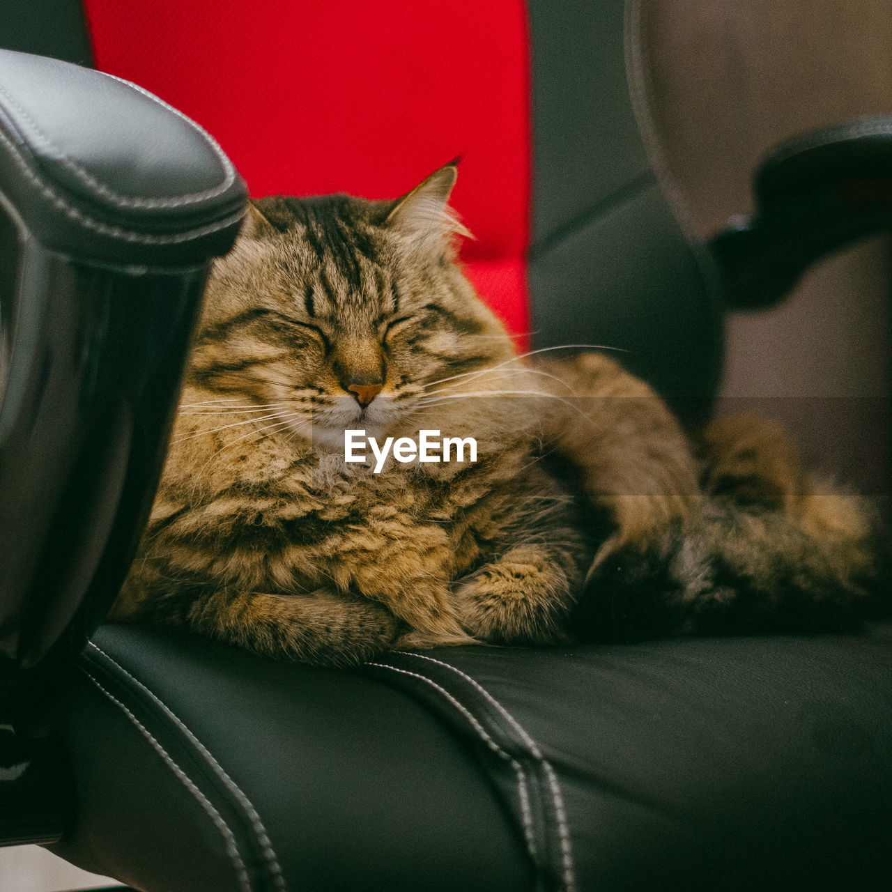 Close-up of maine coon cat resting chair