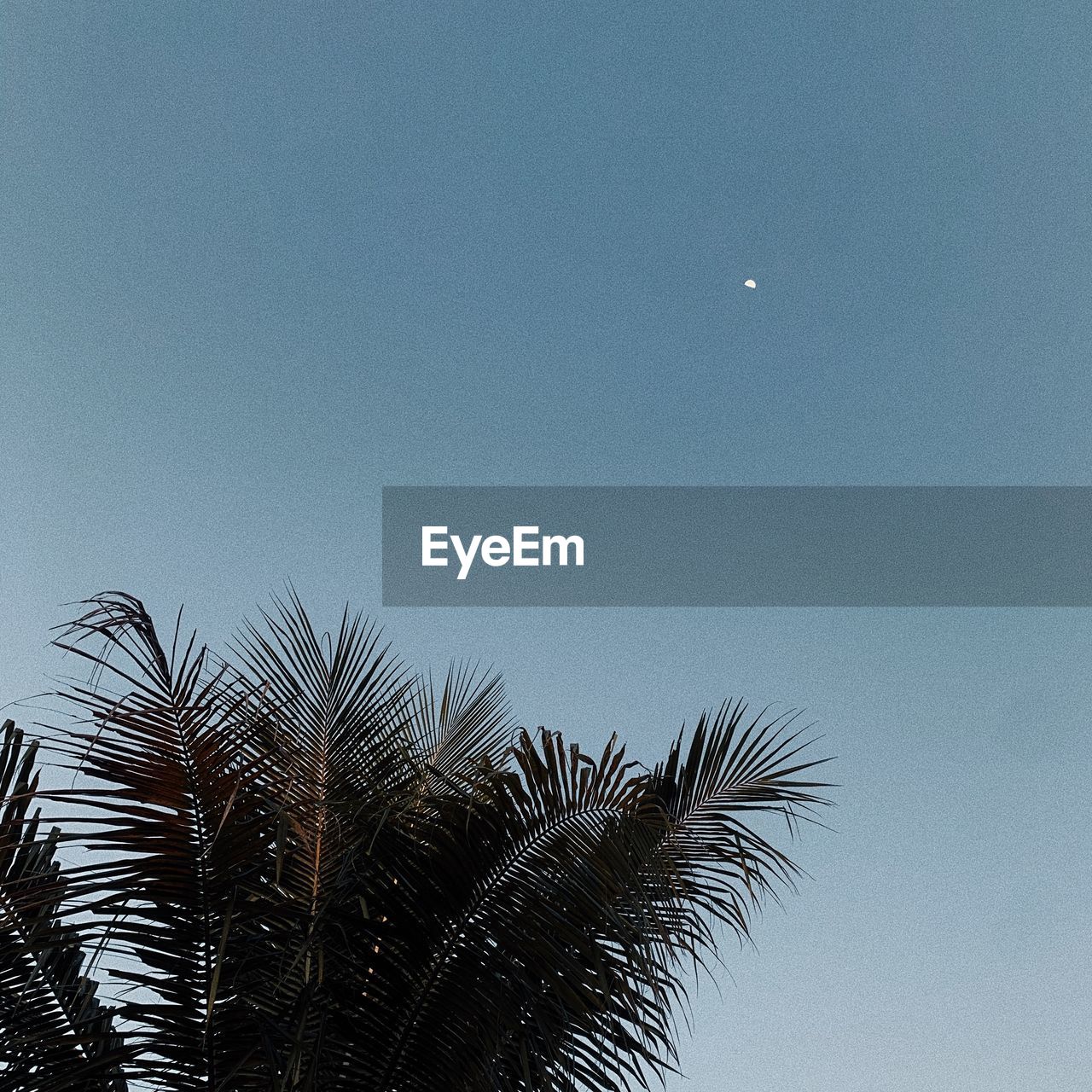 LOW ANGLE VIEW OF PALM TREES AGAINST CLEAR BLUE SKY