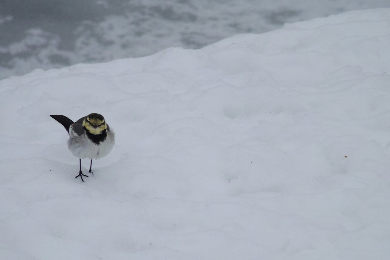 CLOSE-UP OF BIRD ON SNOW COVERED LANDSCAPE