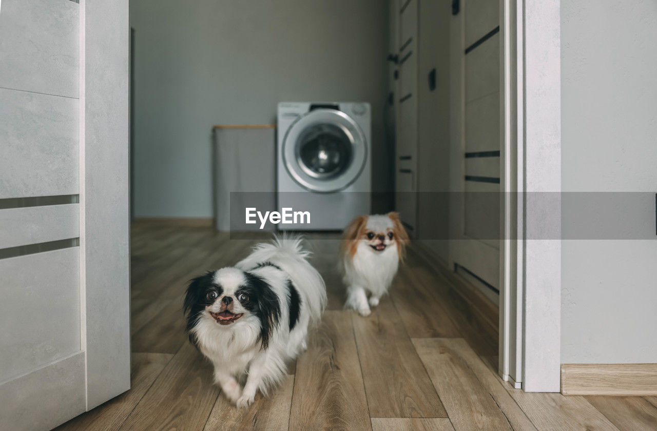 pet, domestic animals, mammal, animal themes, canine, dog, animal, one animal, indoors, door, flooring, lap dog, entrance, hardwood floor, white, no people, room, floor, home interior, portrait, domestic life, fun, humor, wood, washing machine, purebred dog, appliance