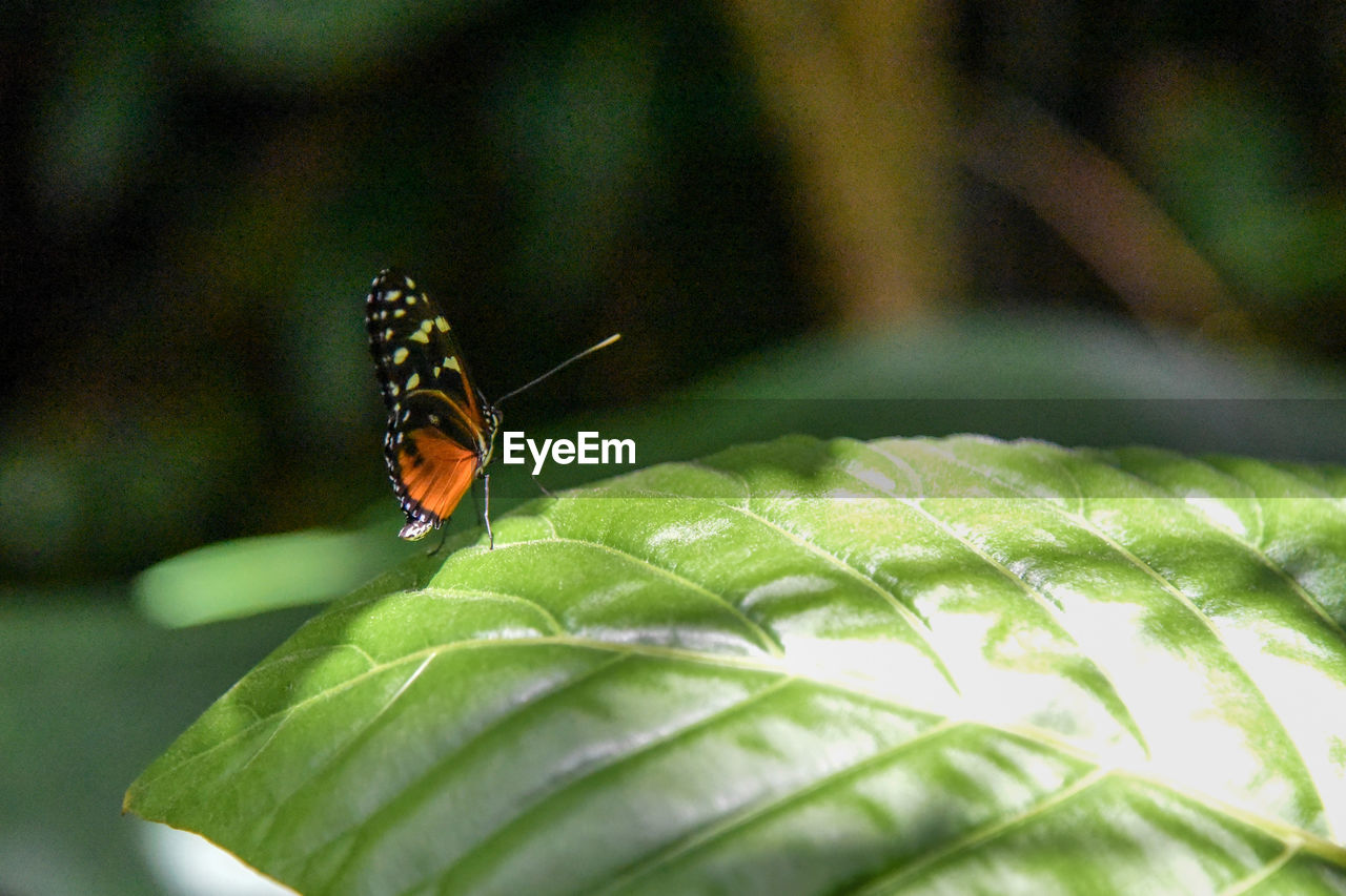 CLOSE-UP OF BUTTERFLY ON GREEN LEAF