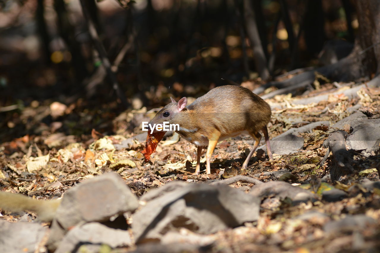 Mouse deer in nature lives in kaeng krachan thailand who are looking for food to eat naturally.