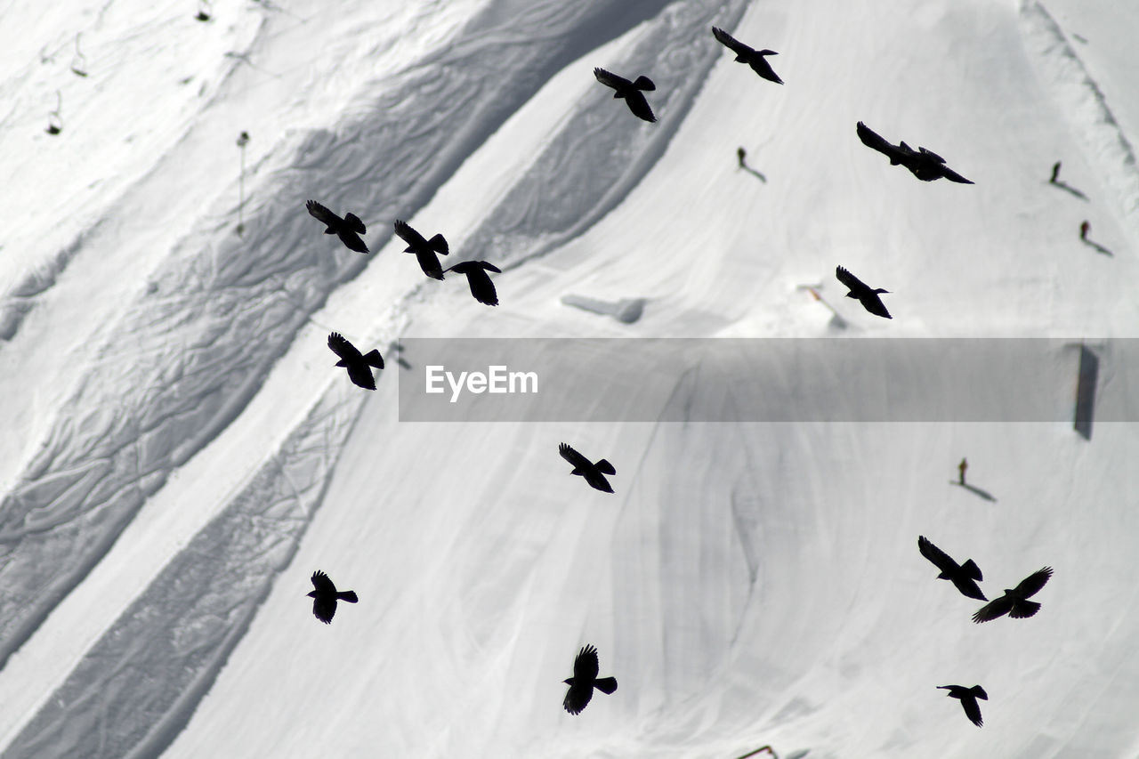 Birds flying against snow