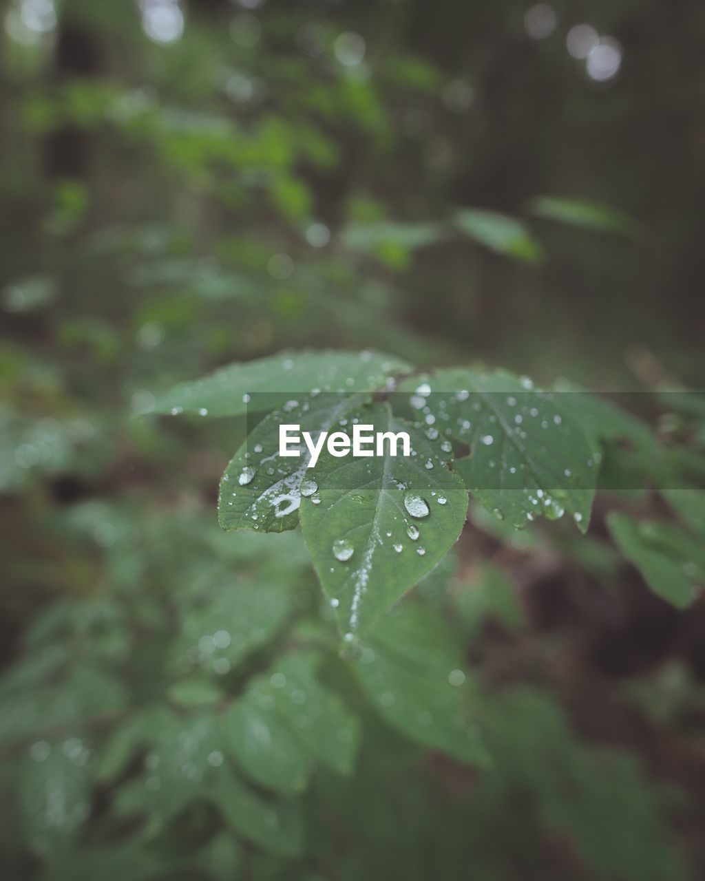 RAINDROPS ON LEAF