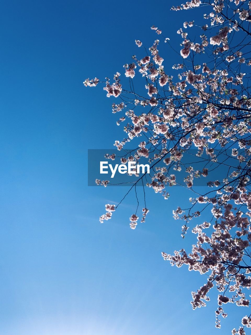 Low angle view of cherry blossoms against blue sky