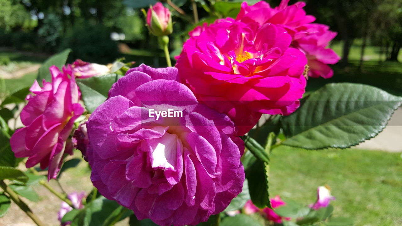 Close-up of pink flower