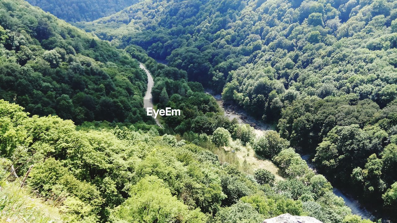 High angle view of trees in forest