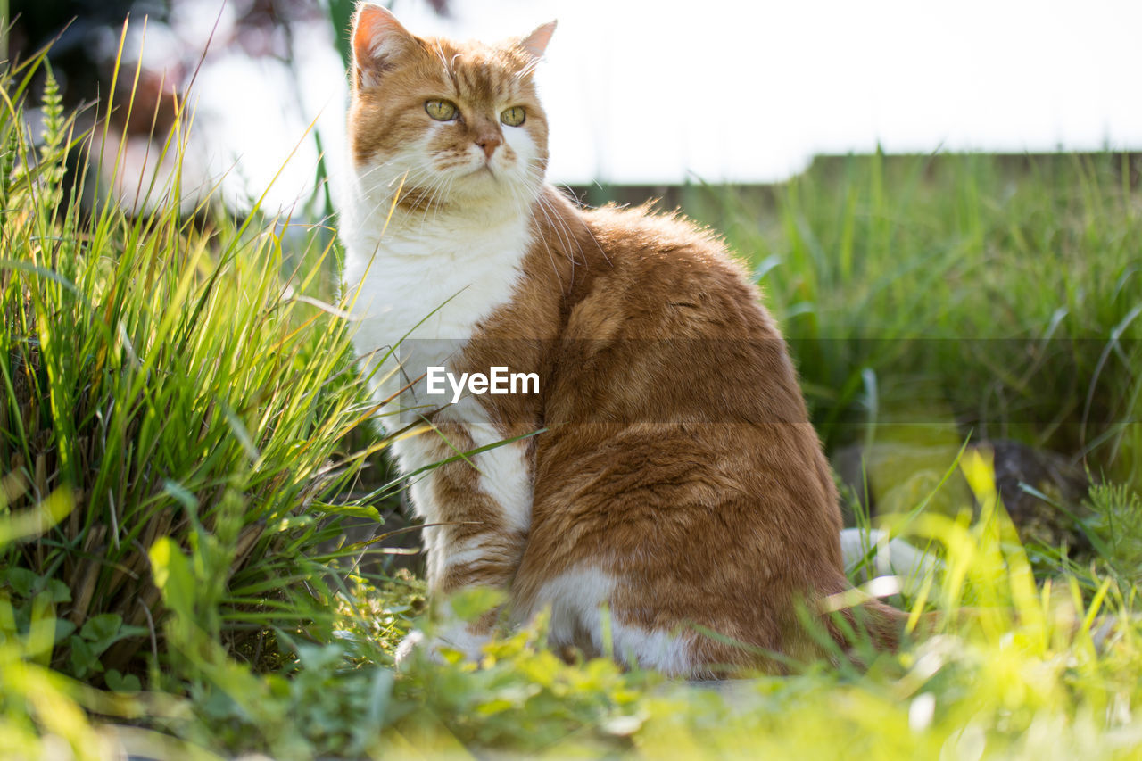 Portrait of cat sitting on grassy field