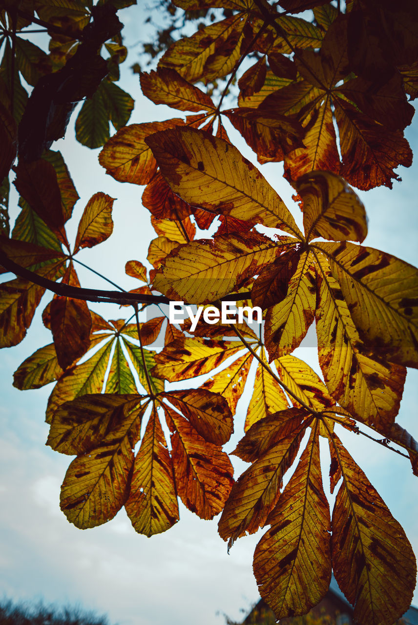 leaf, plant part, autumn, tree, nature, plant, beauty in nature, branch, no people, sky, day, outdoors, close-up, tranquility, yellow, maple tree, maple, maple leaf, sunlight, low angle view, orange color, growth