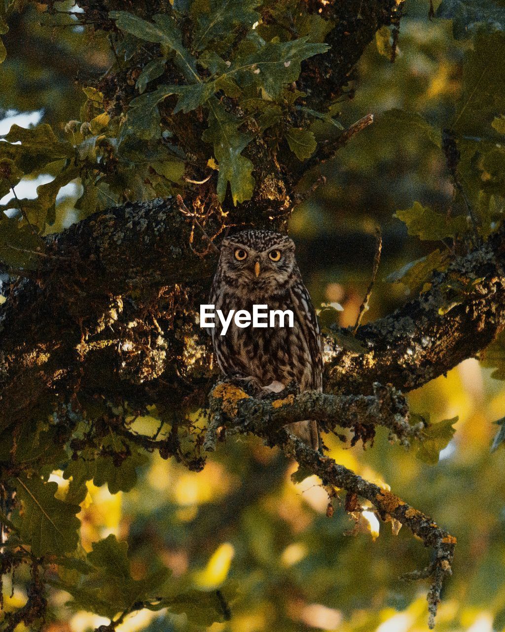 Little owl on a tree branch looking at camera