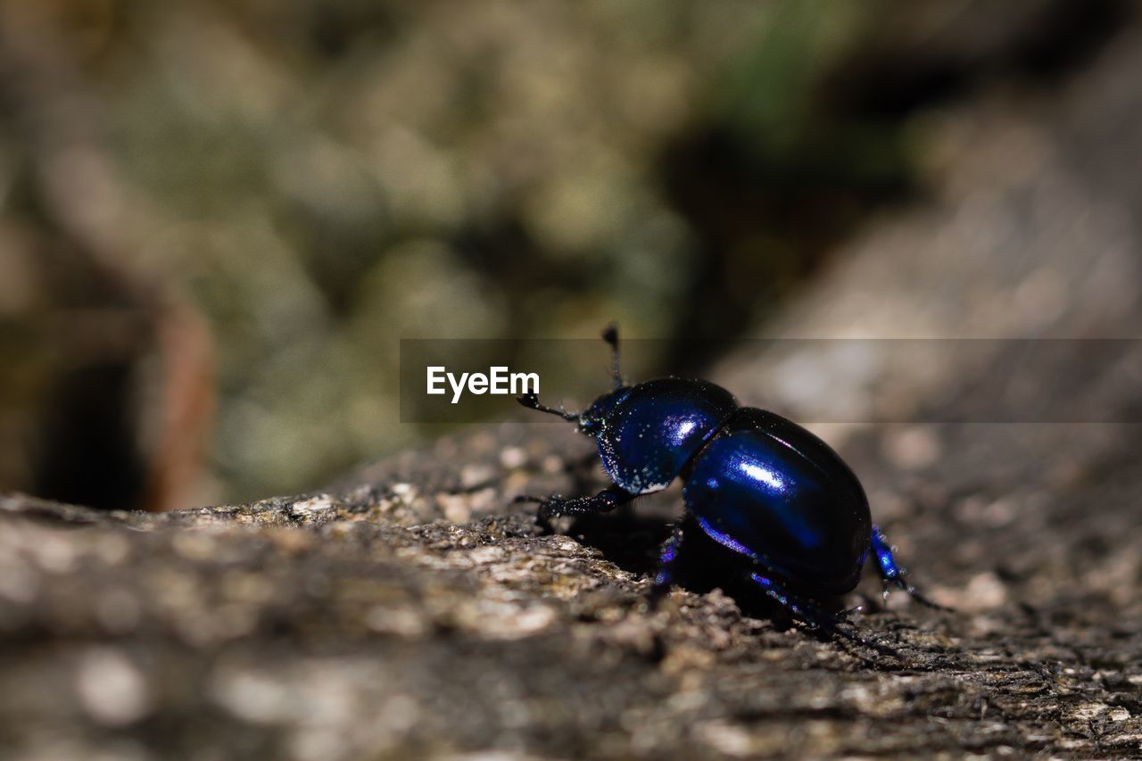 Blue beetle on wood