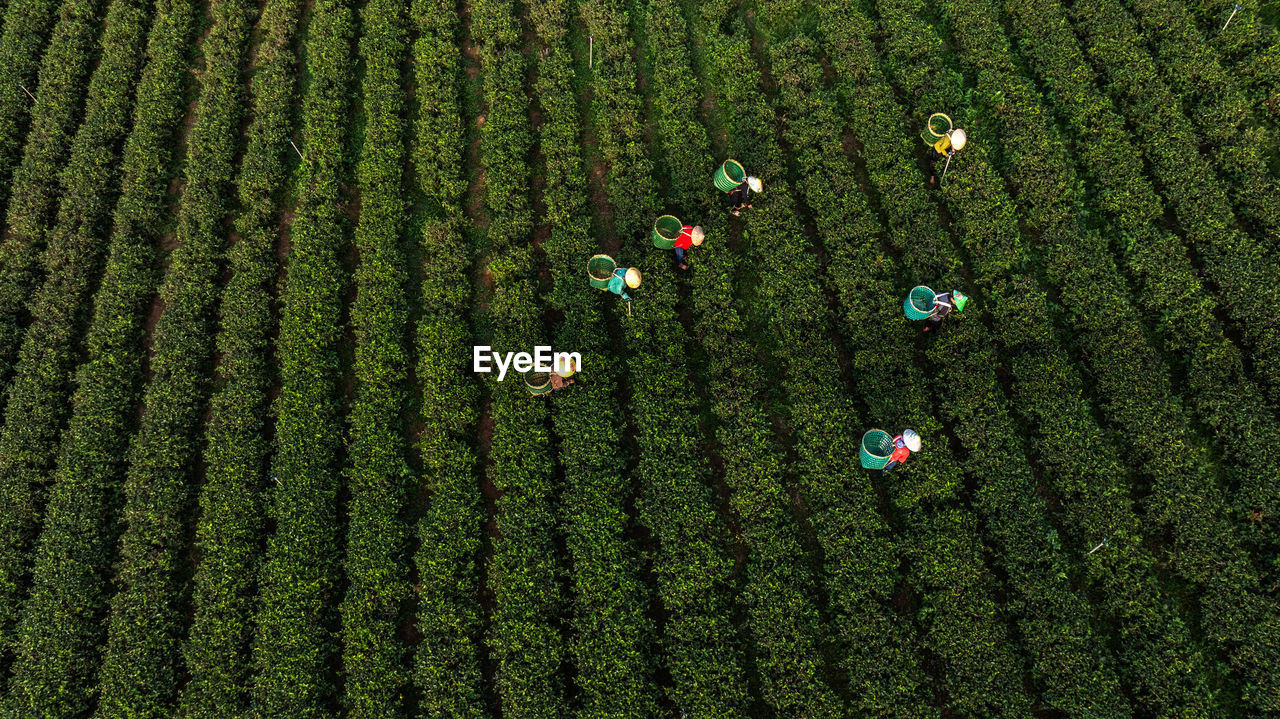 high angle view of flowers