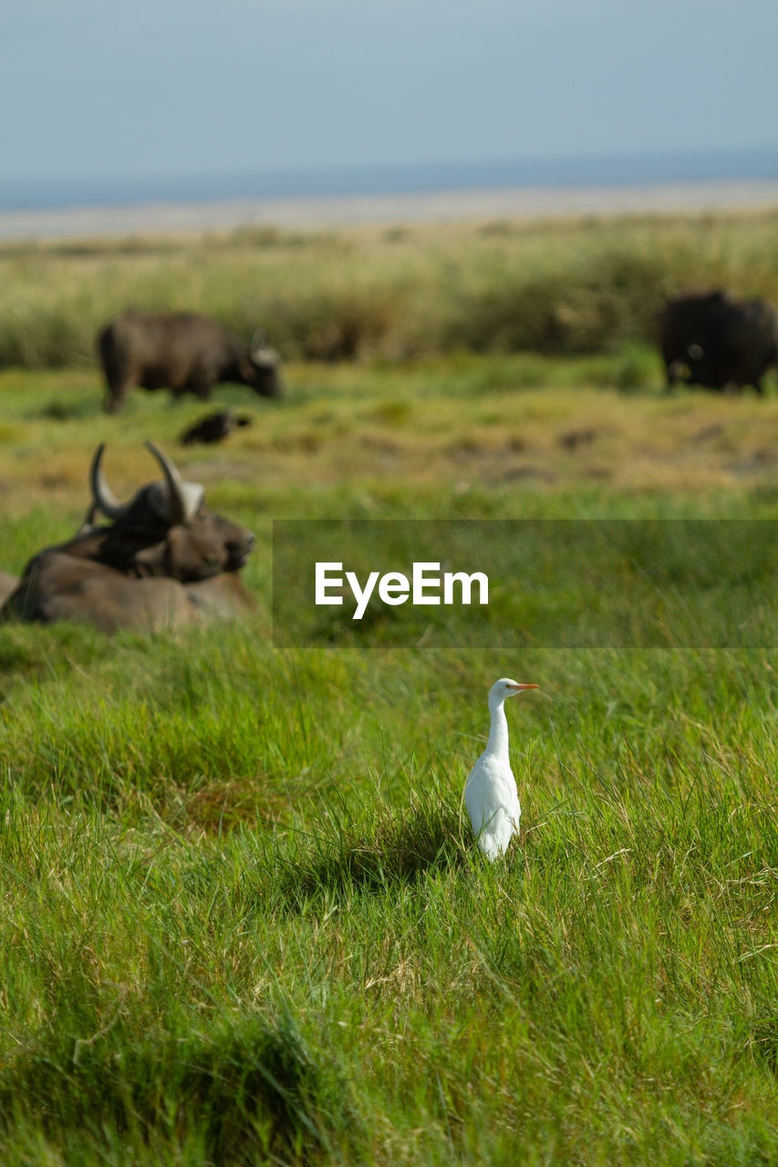 VIEW OF BIRDS ON GRASS